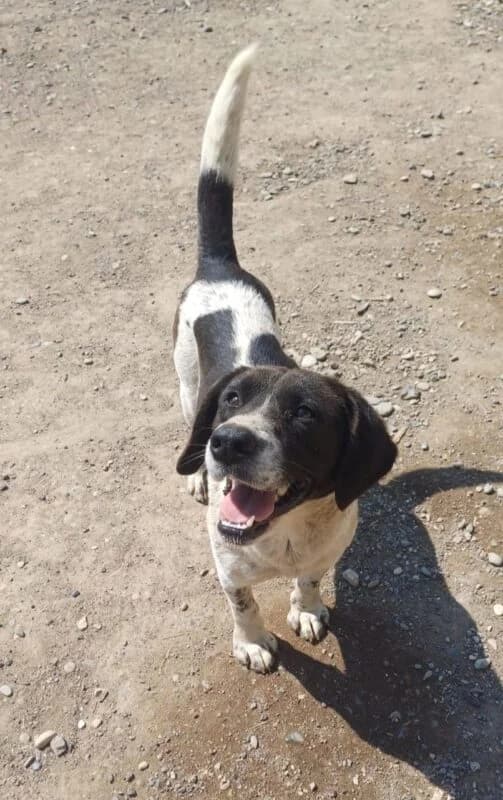 Malika, female young Mixed Breed for adoption at Ankerhunde e.V., Novi Grad