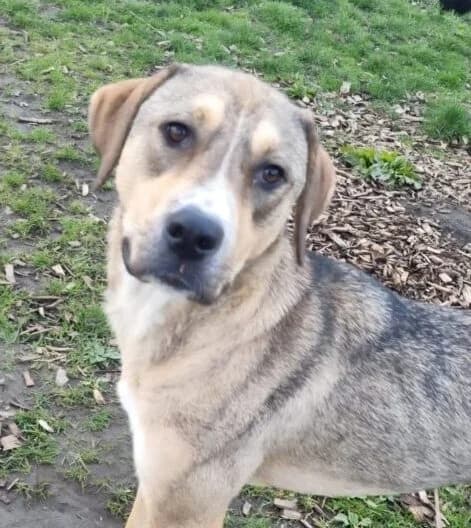 Sophie, female young Mixed Breed for adoption at Ankerhunde e.V., Novi Grad