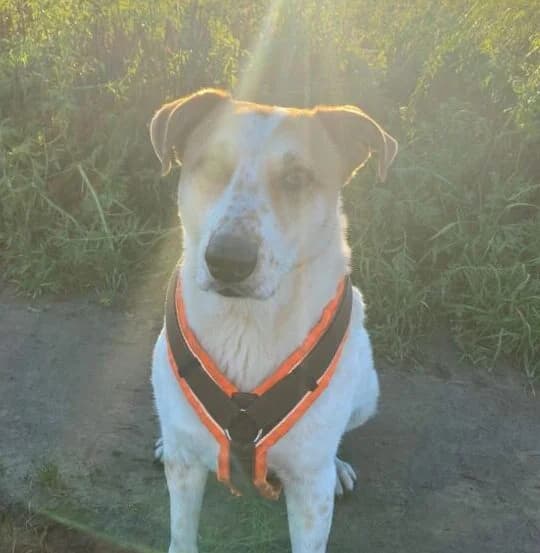 Kalle, male senior Mixed Breed for adoption at Ankerhunde e.V., Novi Grad
