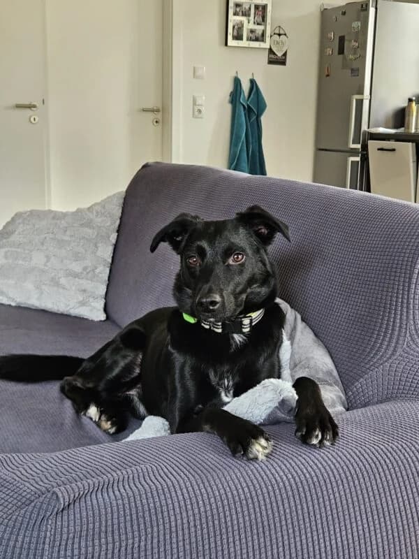 Danny,  5yo Mixed Breed for adoption at Ankerhunde e.V., Novi Grad