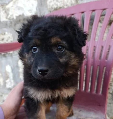 Violetta,  puppy Mixed Breed for adoption at Ankerhunde e.V., Novi Grad