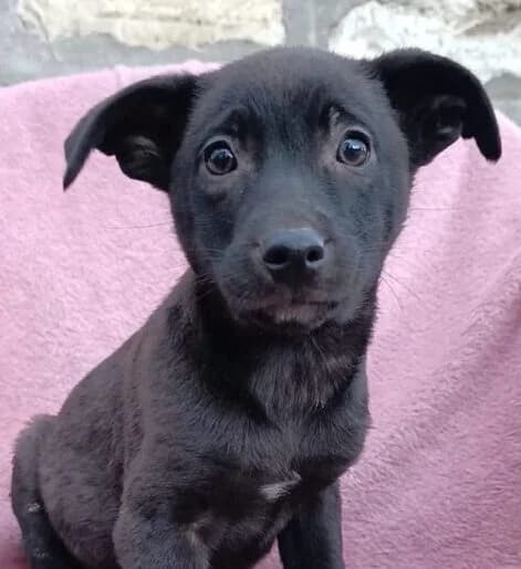 Ria, Mixed Breed (Ankerhunde e.V.)