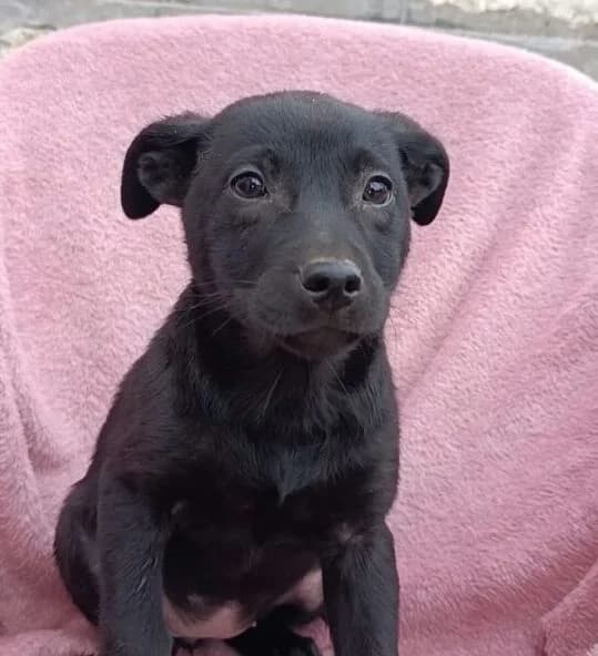 Jessy,  puppy Mixed Breed for adoption at Ankerhunde e.V., Novi Grad