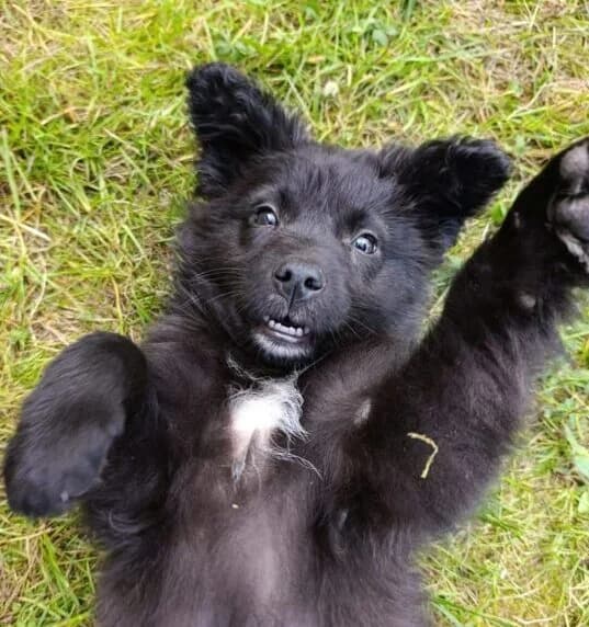 Momo,  puppy Mixed Breed for adoption at Ankerhunde e.V., Novi Grad
