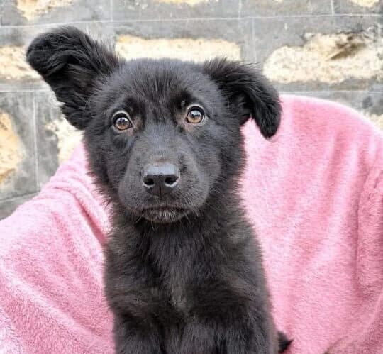 Motte,  puppy Mixed Breed for adoption at Ankerhunde e.V., Novi Grad