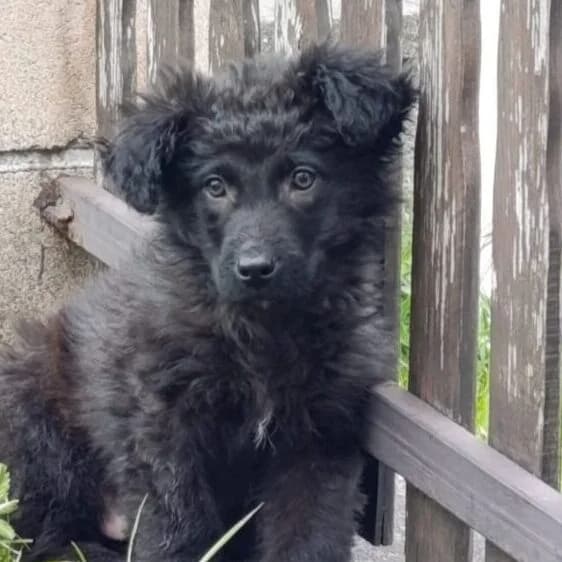 Lino,  puppy Mixed Breed for adoption at Ankerhunde e.V., Novi Grad
