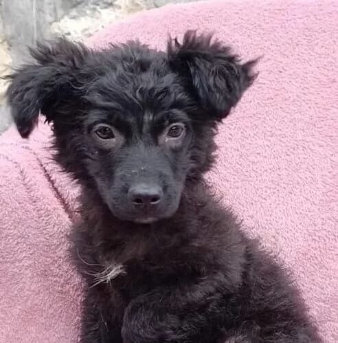 Candy,  puppy Mixed Breed for adoption at Ankerhunde e.V., Novi Grad