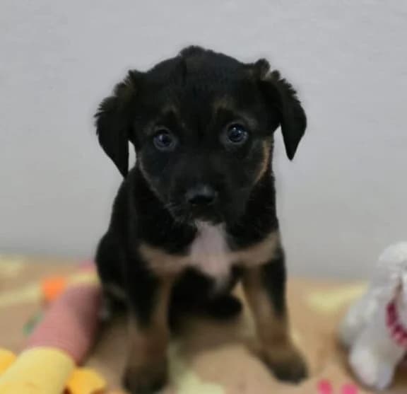 Mia,  puppy Mixed Breed for adoption at Ankerhunde e.V., Novi Grad