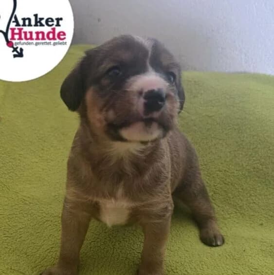 Ida,  puppy Mixed Breed for adoption at Ankerhunde e.V., Novi Grad