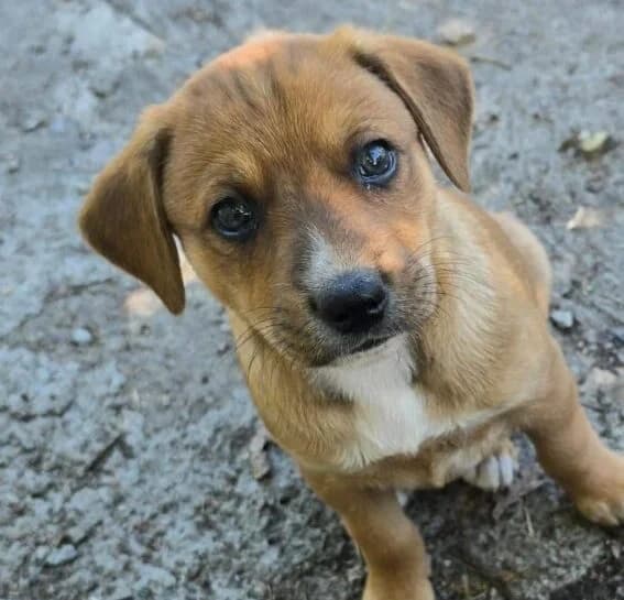 Tamaro,  puppy Mixed Breed for adoption at Ankerhunde e.V., Novi Grad