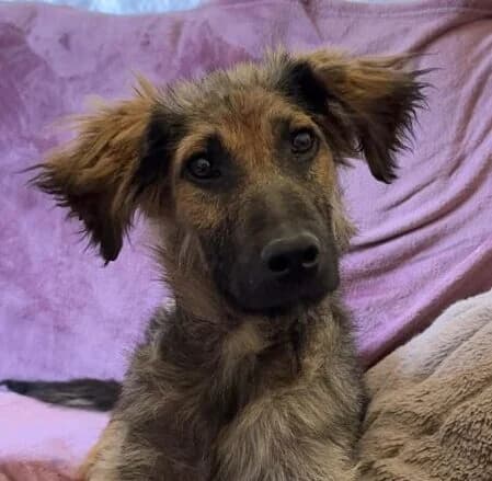 Natanja,  puppy Mixed Breed for adoption at Ankerhunde e.V., Novi Grad