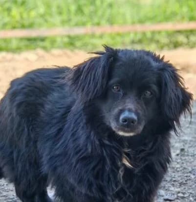 Tilda, female young Mixed Breed for adoption at Ankerhunde e.V., Novi Grad