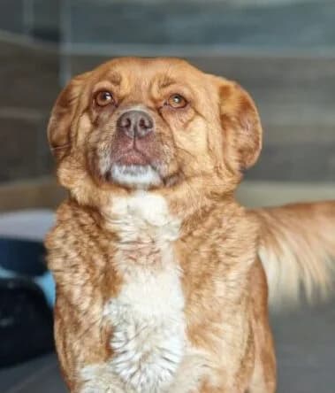 Elara, female 5yo Mixed Breed for adoption at Ankerhunde e.V., Novi Grad
