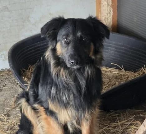 Anton, Mixed Breed (Ankerhunde e.V.)