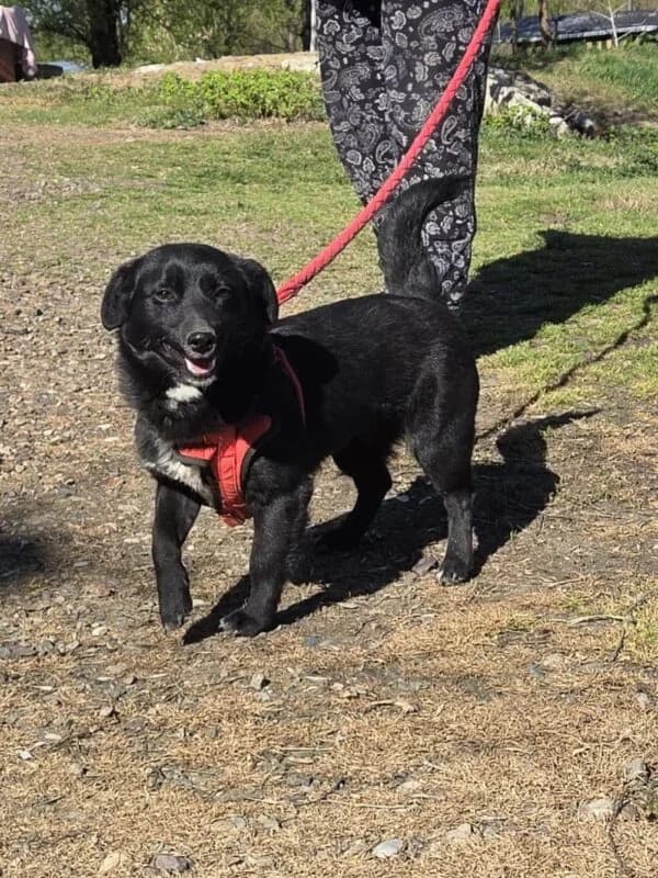 Klara, female young Mixed Breed for adoption at Ankerhunde e.V., Novi Grad