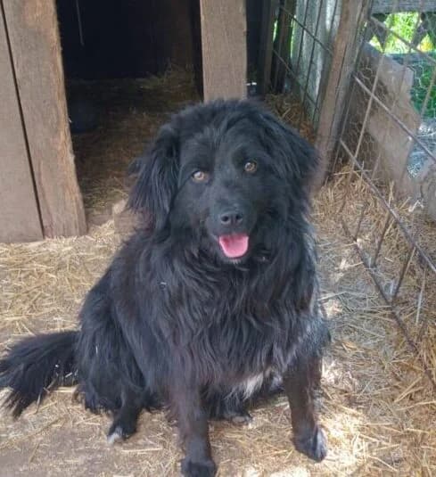 Alma, female young Mixed Breed for adoption at Ankerhunde e.V., Novi Grad