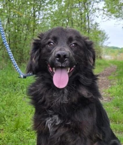 Chico, male young Mixed Breed for adoption at Ankerhunde e.V., Novi Grad