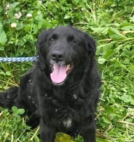 Karla, female young Mixed Breed for adoption at Ankerhunde e.V., Novi Grad