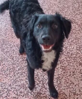 Karlchen, male puppy Mixed Breed for adoption at Ankerhunde e.V., Novi Grad