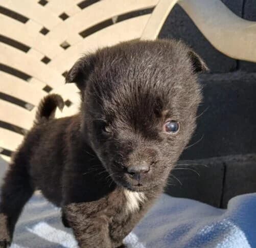 Pippilotta,  puppy Mixed Breed for adoption at Ankerhunde e.V., Novi Grad