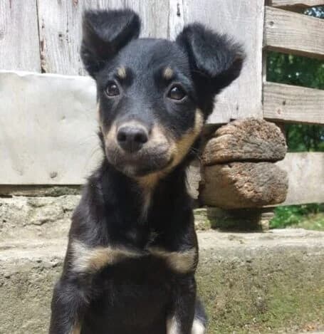 Lola,  puppy Mixed Breed for adoption at Ankerhunde e.V., Novi Grad