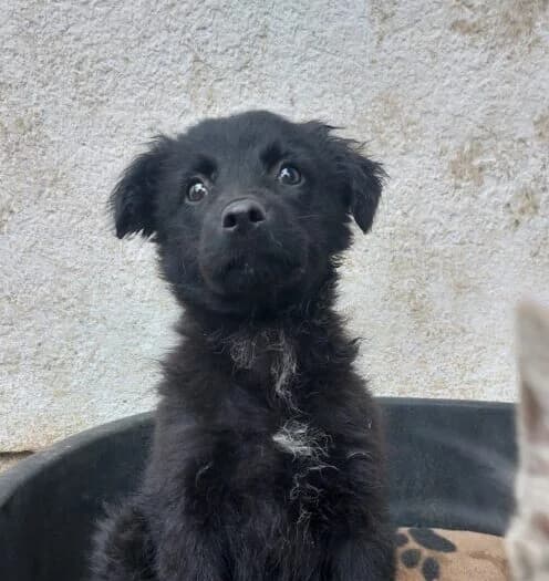Tonia,  puppy Mixed Breed for adoption at Ankerhunde e.V., Novi Grad
