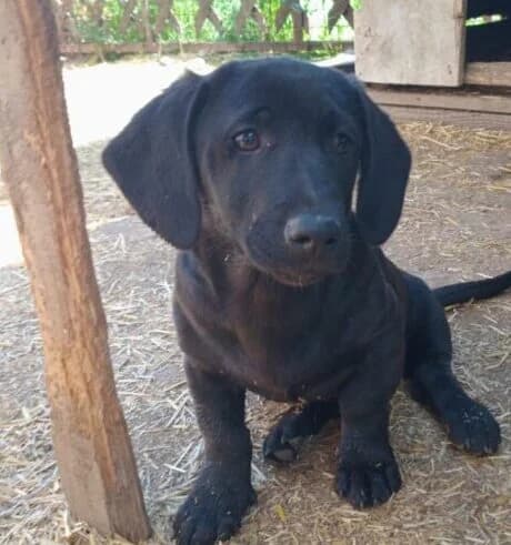 Suki,  puppy Mixed Breed for adoption at Ankerhunde e.V., Novi Grad
