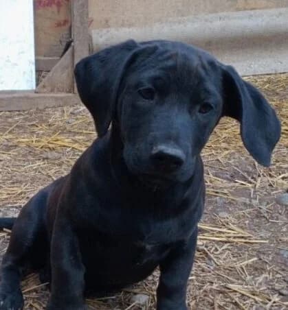 Elli,  puppy Mixed Breed for adoption at Ankerhunde e.V., Novi Grad