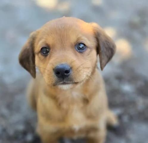 Lotti,  puppy Mixed Breed for adoption at Ankerhunde e.V., Novi Grad