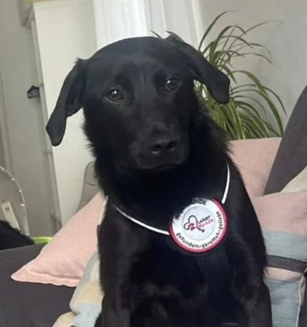 Sandy, female puppy Mixed Breed for adoption at Ankerhunde e.V., Novi Grad