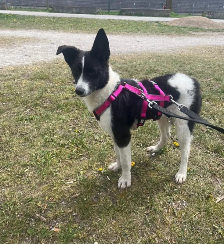 Sissi, female puppy Mixed Breed for adoption at Ankerhunde e.V., Novi Grad