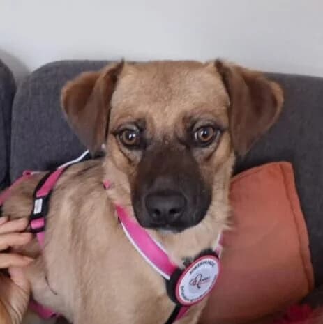 Lexi, male puppy Mixed Breed for adoption at Ankerhunde e.V., Novi Grad
