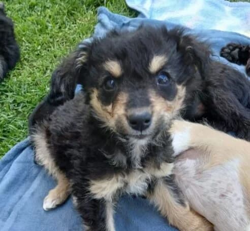 Momo,  puppy Mixed Breed for adoption at Ankerhunde e.V., Novi Grad