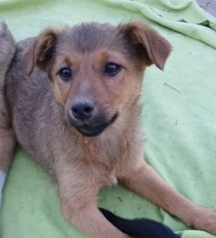 Gina,  puppy Mixed Breed for adoption at Ankerhunde e.V., Novi Grad