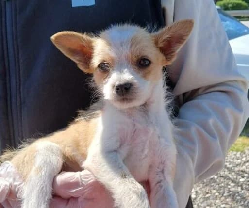 Felix,  puppy Mixed Breed for adoption at Ankerhunde e.V., Novi Grad