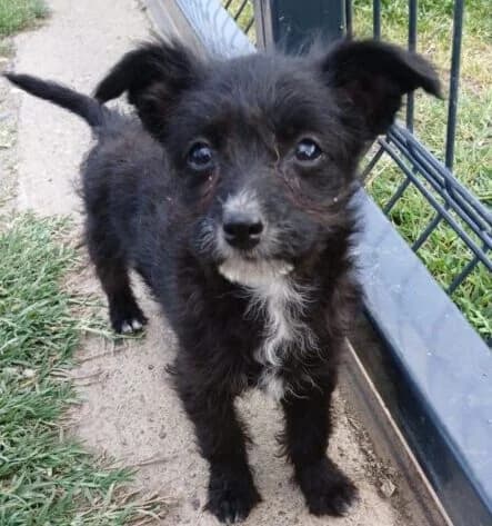 Lea,  puppy Mixed Breed for adoption at Ankerhunde e.V., Novi Grad