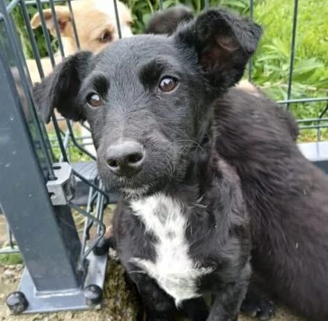 Henry,  puppy Mixed Breed for adoption at Ankerhunde e.V., Novi Grad