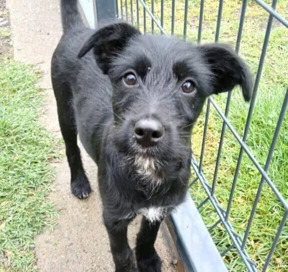 Jerry,  puppy Mixed Breed for adoption at Ankerhunde e.V., Novi Grad