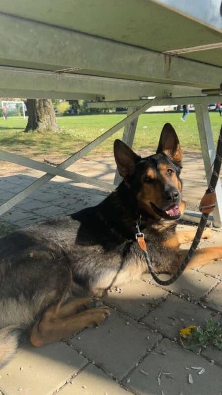Alf, male senior Mixed Breed for adoption at Ankerhunde e.V., Novi Grad