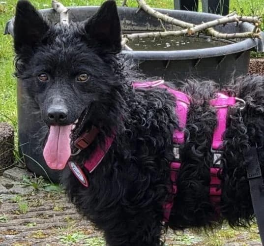 Winni, male young Mixed Breed for adoption at Ankerhunde e.V., Novi Grad