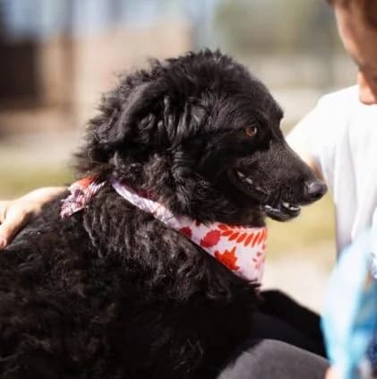 Zoa, female 5yo Mixed Breed for adoption at Ankerhunde e.V., Novi Grad