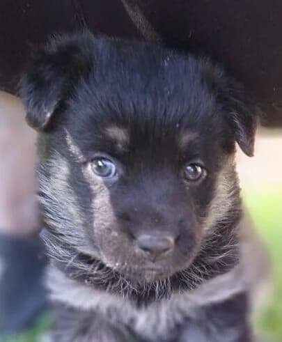 Aurelia,  puppy Mixed Breed for adoption at Ankerhunde e.V., Novi Grad