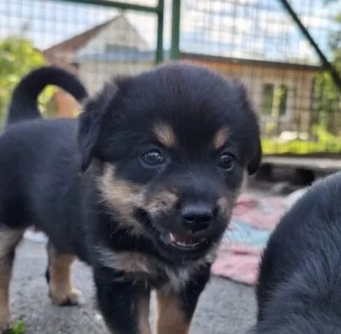 Timmy,  puppy Mixed Breed for adoption at Ankerhunde e.V., Novi Grad