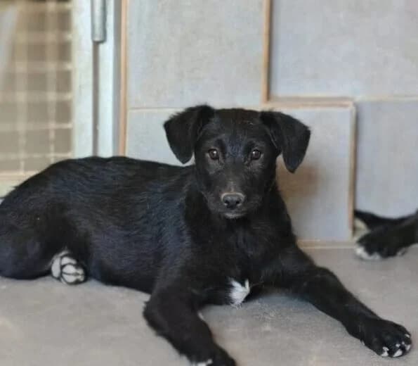 Sweety,  puppy Mixed Breed for adoption at Ankerhunde e.V., Novi Grad
