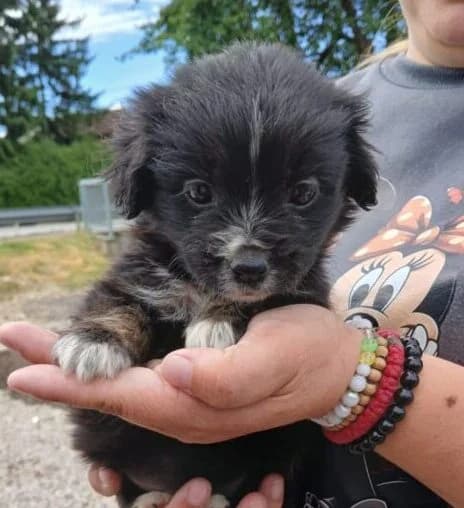 Nani,  puppy Mixed Breed for adoption at Ankerhunde e.V., Novi Grad