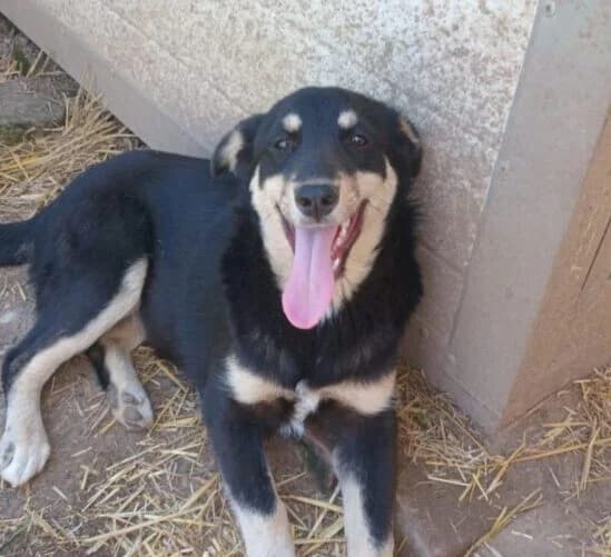 Manja,  puppy Mixed Breed for adoption at Ankerhunde e.V., Novi Grad