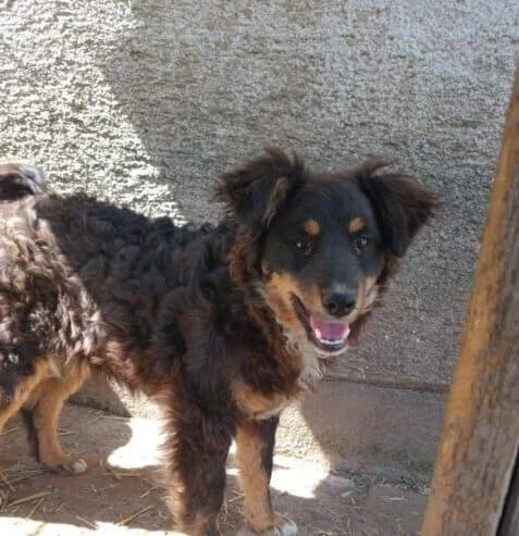Billy,  puppy Mixed Breed for adoption at Ankerhunde e.V., Novi Grad