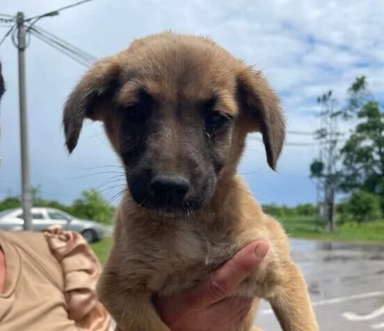Sara,  puppy Mixed Breed for adoption at Ankerhunde e.V., Novi Grad