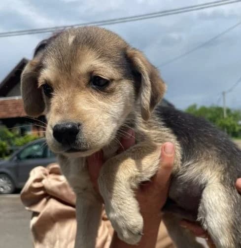 Basti,  puppy Mixed Breed for adoption at Ankerhunde e.V., Novi Grad