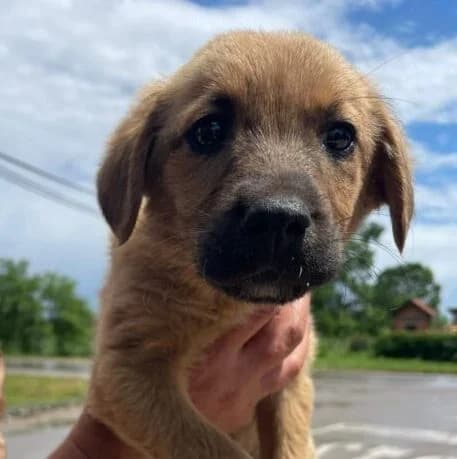 Gustl,  puppy Mixed Breed for adoption at Ankerhunde e.V., Novi Grad